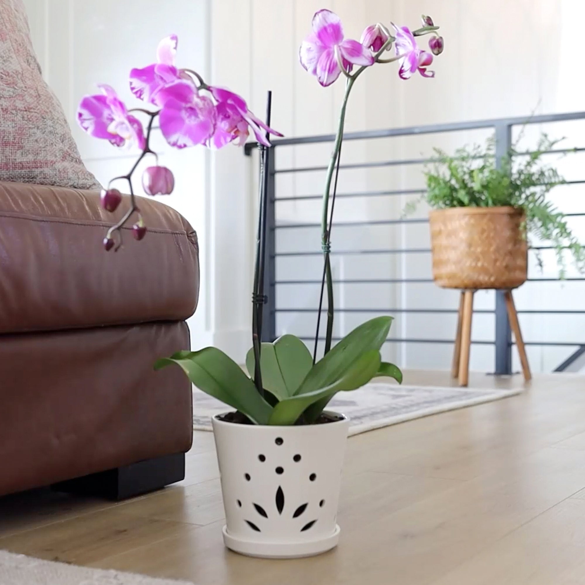 large ceramic white orchid pot